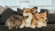 Cães, gatos e outros animais se tornam verdadeiros aliados de uma vida mais leve, alegre e equilibrada - Foto: Envato Elements
