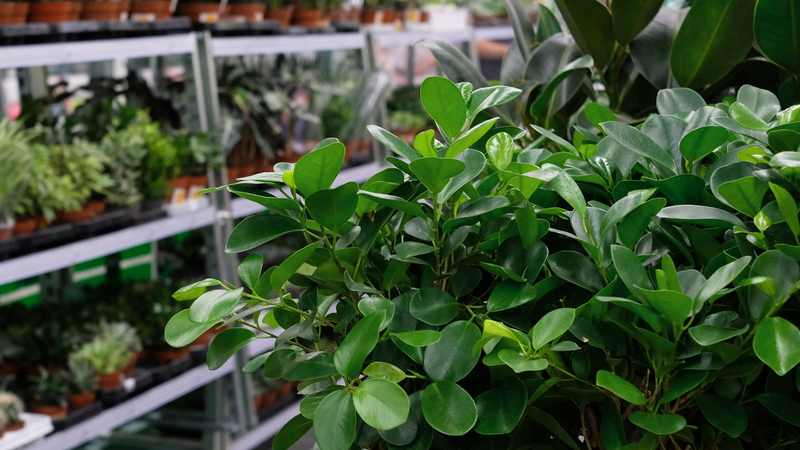 A planta comestível precisa de espaço numa alimentação saudável. - Foto: Envato Elements