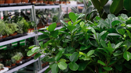 A planta comestível precisa de espaço numa alimentação saudável. - Foto: Envato Elements