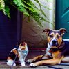 O fenômeno conhecido como pet parenting, em que cães e gatos passam a ser tratados como filhos - Foto: Envato Elements