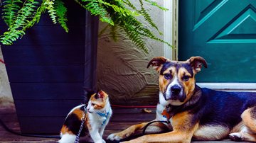 O fenômeno conhecido como pet parenting, em que cães e gatos passam a ser tratados como filhos - Foto: Envato Elements