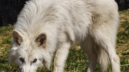 O lobo-terrível era um predador de grande porte que habitava as Américas durante o período Pleistoceno - Foto: Divulgação/colossal.com
