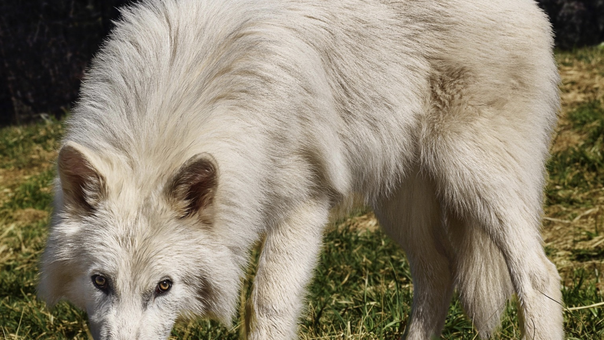 O lobo-terrível era um predador de grande porte que habitava as Américas durante o período Pleistoceno - Foto: Divulgação/colossal.com
