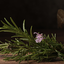 Algumas plantas podem ser fortes aliadas contra a ameaça das baratas - Foto: Envato Elements