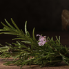 Algumas plantas podem ser fortes aliadas contra a ameaça das baratas - Foto: Envato Elements