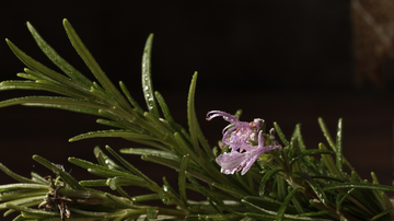 Algumas plantas podem ser fortes aliadas contra a ameaça das baratas - Foto: Envato Elements