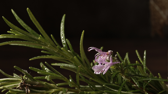 Algumas plantas podem ser fortes aliadas contra a ameaça das baratas - Foto: Envato Elements