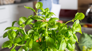A cozinha é o ambiente mais propício para o aparecimento de moscas - Foto: Envato Elements/westend61
