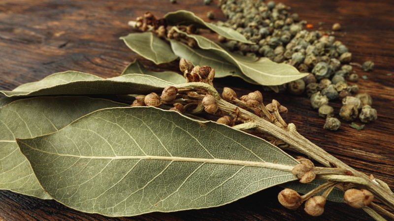 Há muito tempo, ele é valorizado na medicina natural por suas propriedades terapêuticas - Foto: Envato Elements/FabrikaPhoto