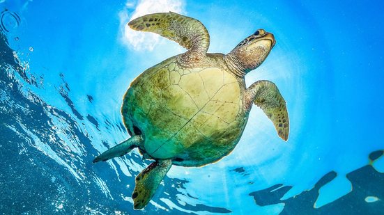 Tartarugas, conseguem imitar o comportamento de outras para conseguir comida, algo que antes se achava exclusivo de animais sociais ou inteligentes - Foto: Envato Elements/borsattomarcos