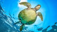 Tartarugas, conseguem imitar o comportamento de outras para conseguir comida, algo que antes se achava exclusivo de animais sociais ou inteligentes - Foto: Envato Elements/borsattomarcos