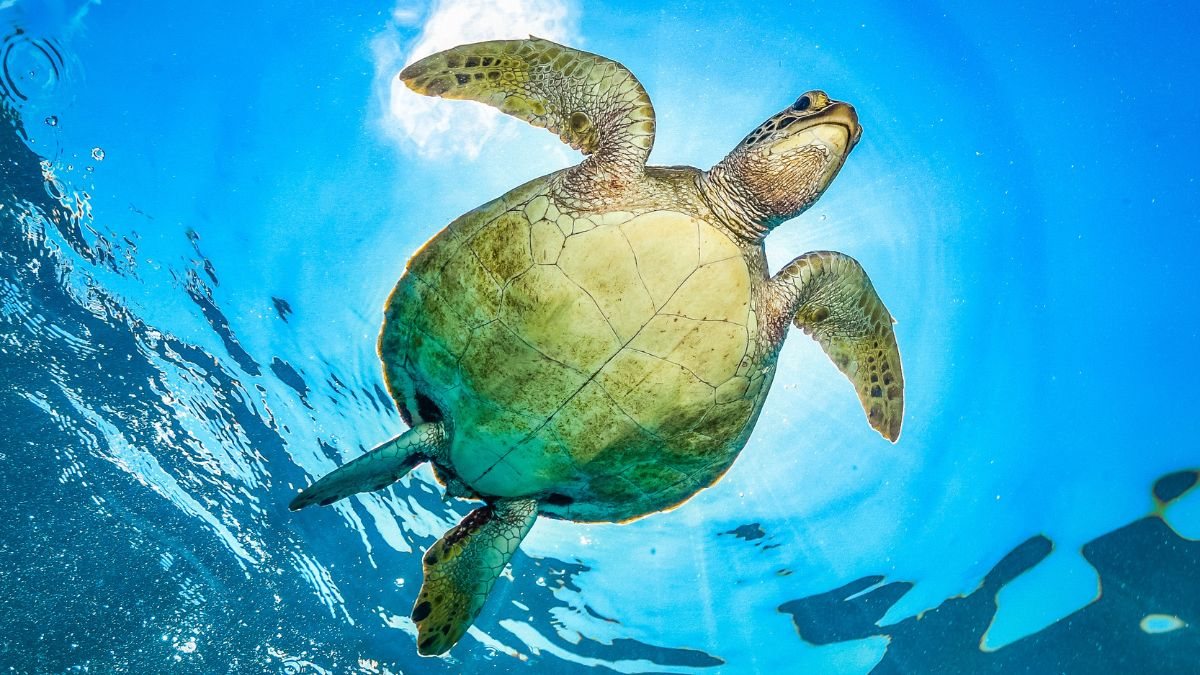 Tartarugas, conseguem imitar o comportamento de outras para conseguir comida, algo que antes se achava exclusivo de animais sociais ou inteligentes - Foto: Envato Elements/borsattomarcos