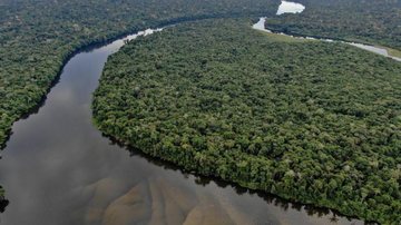 A Amazônia é conhecida também pela sua biodiversidade; termo que diz respeito à quantidade de espécies diferentes que habitam o planeta - Onçafari/via Fotos publicas