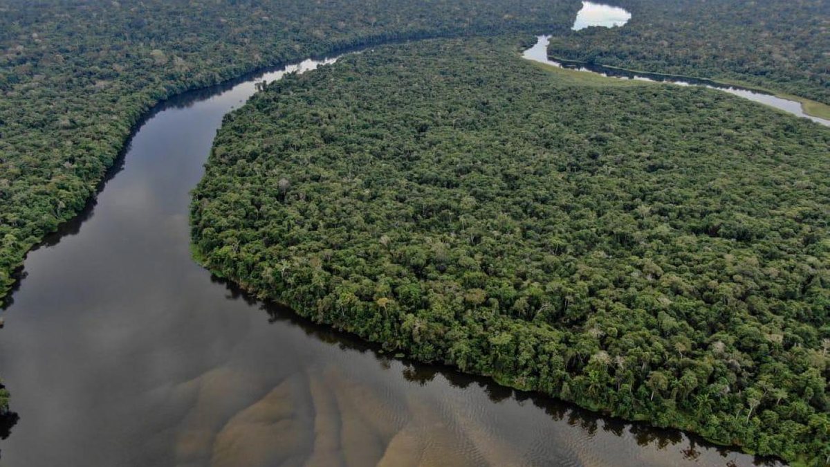 A Amazônia é conhecida também pela sua biodiversidade; termo que diz respeito à quantidade de espécies diferentes que habitam o planeta - Onçafari/via Fotos publicas