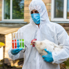 Departamento de vigilância sanitária do RS já vistoriou 55% das 540 propriedades na inspeção de gripe aviária - Envato