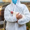A suspensão ocorre após a confirmação do primeiro foco de gripe aviária em granja comercial no Rio Grande do Sul - Envato Elements