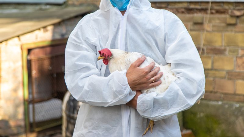 A suspensão ocorre após a confirmação do primeiro foco de gripe aviária em granja comercial no Rio Grande do Sul - Envato Elements