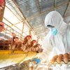 Segundo os protocolos adotados, indivíduos que tenham tido contato com animais infectados são monitorados por dez dias. - Adobe Stock