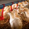 Gripe aviária foi detectada no Brasil, em produtos avícolas de Montenegro (RS) - Adobe Stock