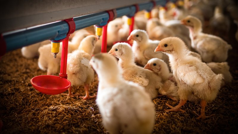O Ministério da Agricultura confirmou, mais cedo, o primeiro foco de gripe aviária em granja comercial no País - Adobe Stock
