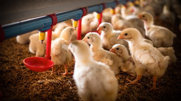 O Ministério da Agricultura confirmou, mais cedo, o primeiro foco de gripe aviária em granja comercial no País - Adobe Stock
