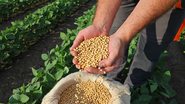 Até 2030 o Brasil vai responder por 60% da produção global de soja - Adobe Stock