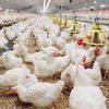 O Serviço Veterinário Oficial do Rio Grande do Sul (SVO-RS) inspecionou 94 propriedades de subsistência - Adobe Stock