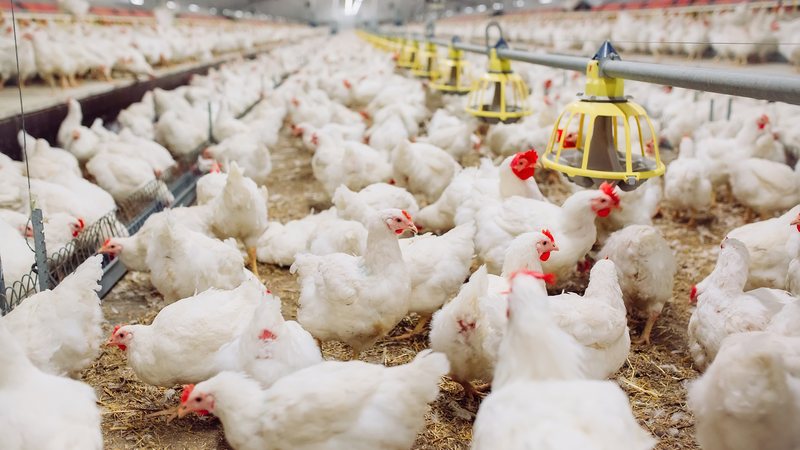 Risco de contágio humano da gripe aviária está mais localizado no manuseio em granja - Adobe Stock