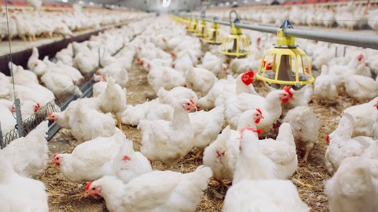 Risco de contágio humano da gripe aviária está mais localizado no manuseio em granja - Adobe Stock