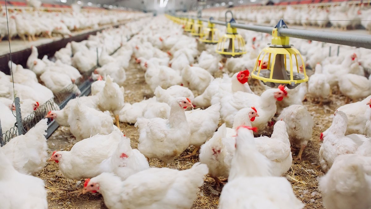 Risco de contágio humano da gripe aviária está mais localizado no manuseio em granja - Adobe Stock