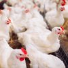 Há suspeita de gripe aviária em granja comercial no oeste de Santa Catarina - Adobe Stock
