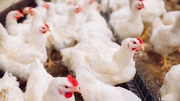 Há suspeita de gripe aviária em granja comercial no oeste de Santa Catarina - Adobe Stock