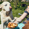 Alguns desses alimentos normais entre humanos podem ser letais para os cães. - Foto: Envato Elements