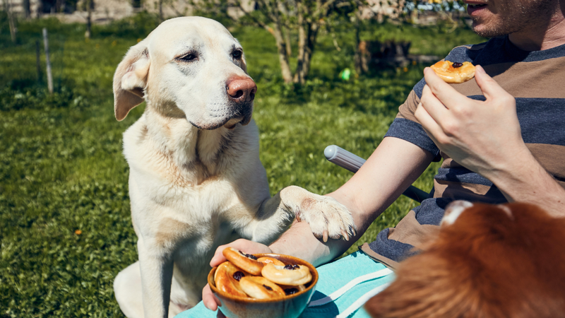Alguns desses alimentos normais entre humanos podem ser letais para os cães. - Foto: Envato Elements