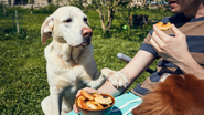 Alguns desses alimentos normais entre humanos podem ser letais para os cães. - Foto: Envato Elements