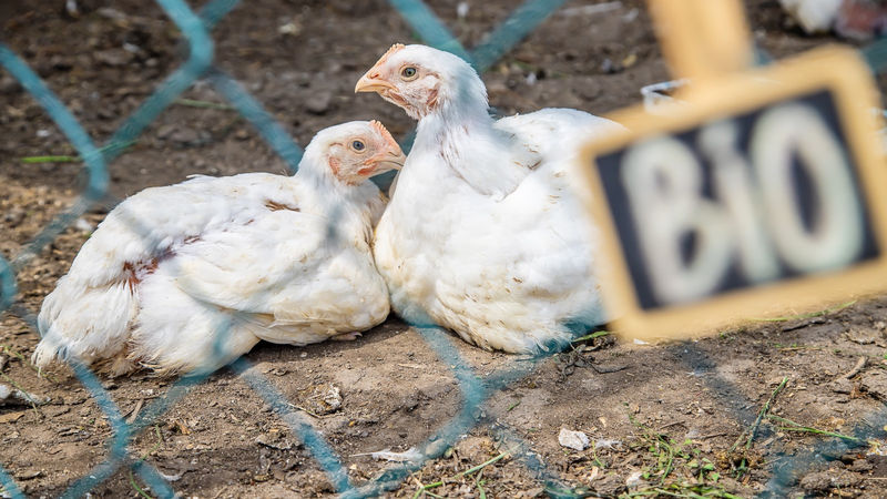 Caso de Gripe Aviária confirmado no Brasil - Envato