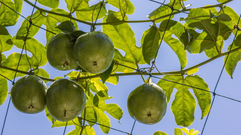 Saiba quais árvores frutíferas começam a dar frutos em poucos meses - Foto: Envato Elements