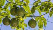 Saiba quais árvores frutíferas começam a dar frutos em poucos meses - Foto: Envato Elements