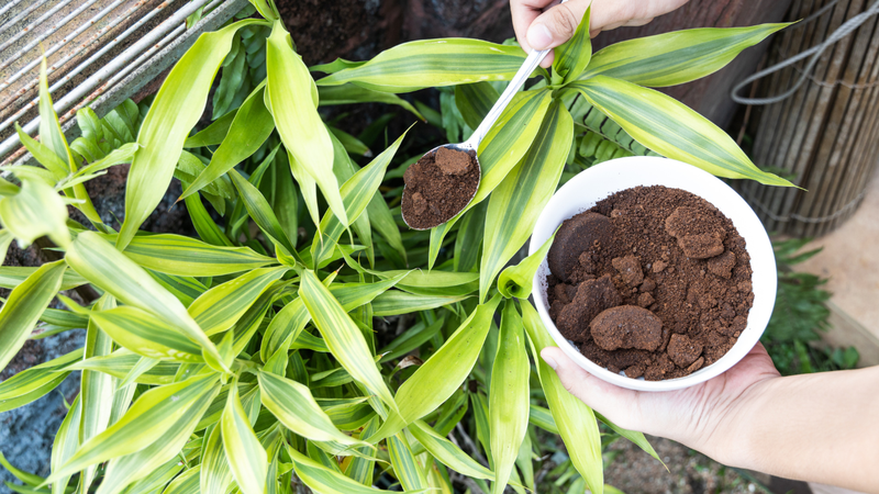 Borra de café pode ser um aliado poderoso na adubação das plantas. - Foto: Envato Elements