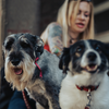 Quando os nossos melhores amigos se tornam idosos? - Foto: Envato Elements