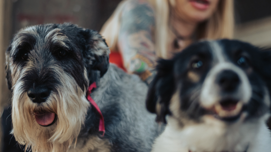 Quando os nossos melhores amigos se tornam idosos? - Foto: Envato Elements