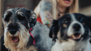 Quando os nossos melhores amigos se tornam idosos? - Foto: Envato Elements