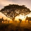 O Brasil tem responsabilidade na conservação da vida no planeta - Foto: Envato Elements