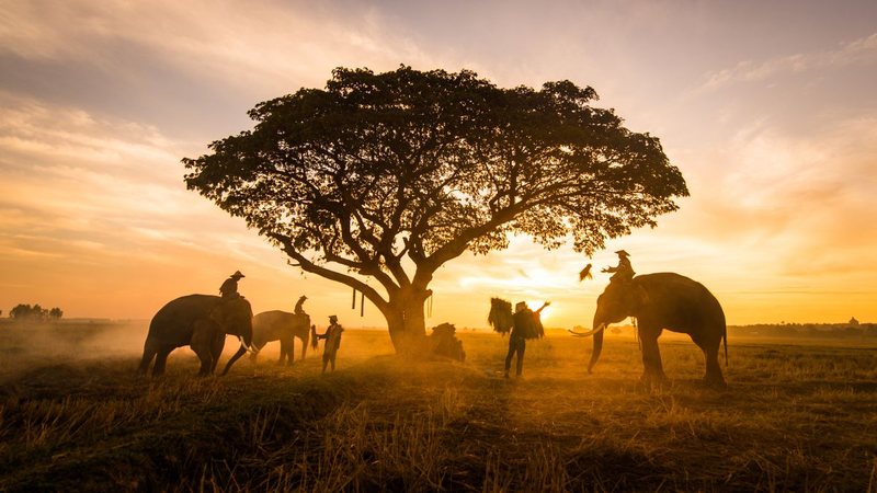 O Brasil tem responsabilidade na conservação da vida no planeta - Foto: Envato Elements
