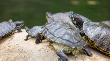 Hoje celebramos o trabalho do Projeto Tamar na preservação das espécies. - Foto: Envato Elements