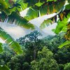 Valorizar a Mata Atlântica é garantir qualidade de vida para as gerações atuais e futuras - Foto: Envato Elements