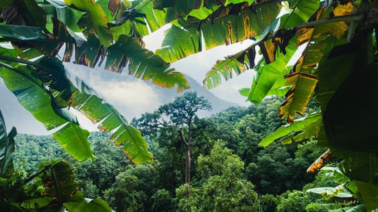 Valorizar a Mata Atlântica é garantir qualidade de vida para as gerações atuais e futuras - Foto: Envato Elements