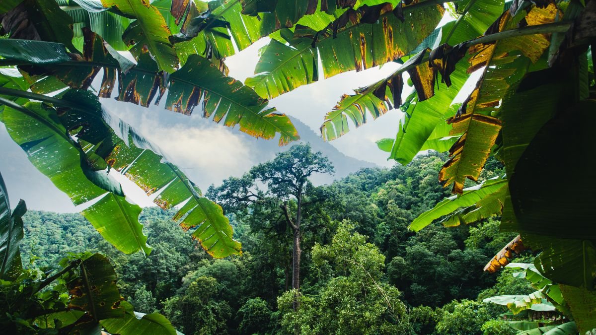 Valorizar a Mata Atlântica é garantir qualidade de vida para as gerações atuais e futuras - Foto: Envato Elements