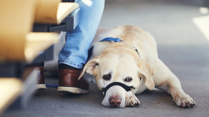 A passageira que obteve a liminar pretendia levar o animal até a irmã, portadora de transtorno do espectro autista (TEA). - Envato