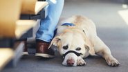 A passageira que obteve a liminar pretendia levar o animal até a irmã, portadora de transtorno do espectro autista (TEA). - Envato